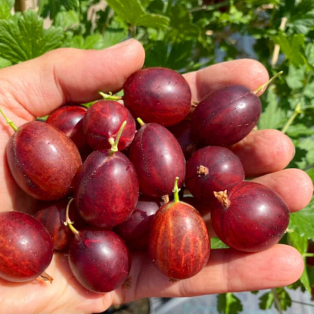 Фото Крыжовник Краснославянский