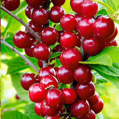 Вишня войлочная Натали