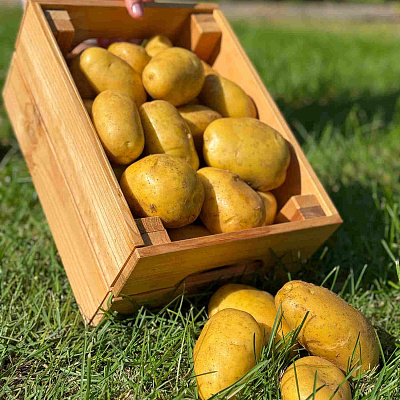 Картофель Сармат