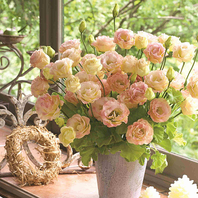 Лизиантус Крома II Шампань