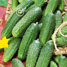 Огурец Ритм F1