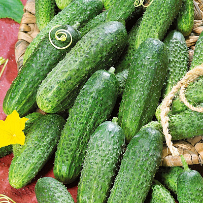 Огурец Ритм F1