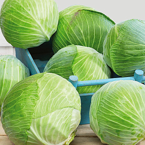 Капуста белокочанная Предеко F1 16шт
