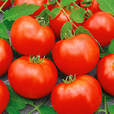 Помидор Самородок F1