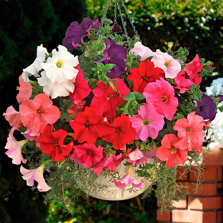 Фото Петуния Суперкаскад Яркий набор