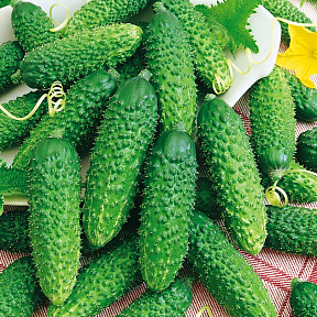 Огурец Туми F1 6шт