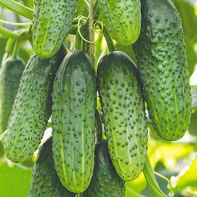 Огурец Кураж F1