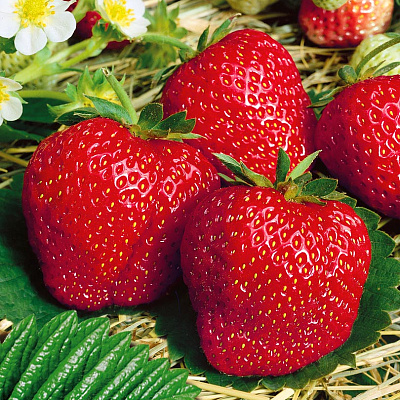 Земляника садовая Вима Занта