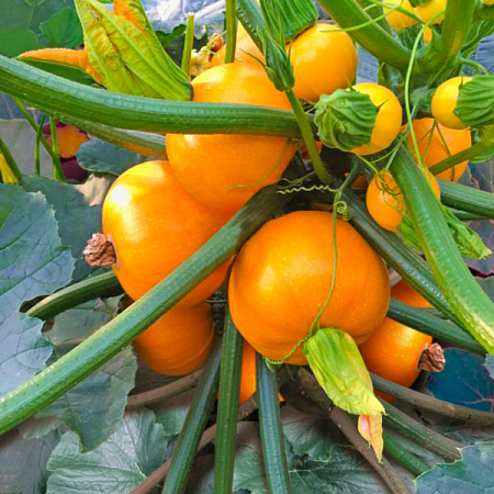 Фото Кабачок Амарил F1