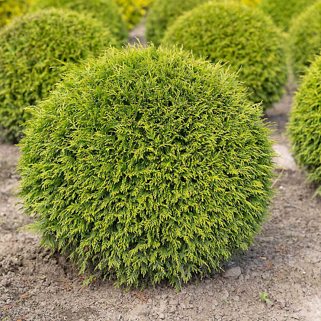 Фото Туя западная Вудварди