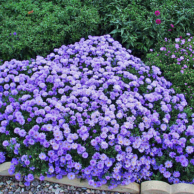 Астра кустарниковая Леди ин блю