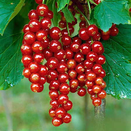 Фото Смородина красная Фертоди