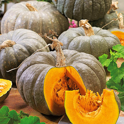 Тыква Цукатная F1