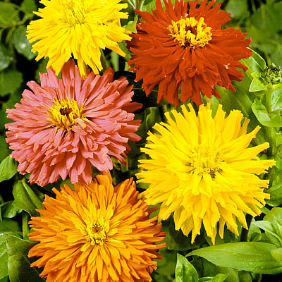 Цинния Хризантемовидная набор