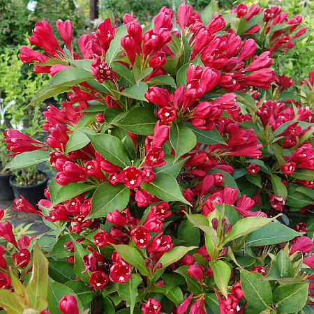 Фото Вейгела Олл Саммер Ред