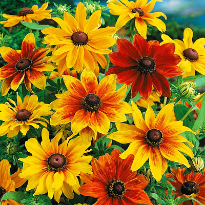 Рудбекия Деревенские мотивы набор