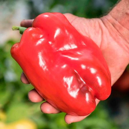 Фото Перец сладкий Квадратто д'Асти красный