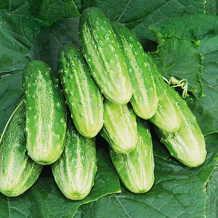 Фото Огурец Касатик F1