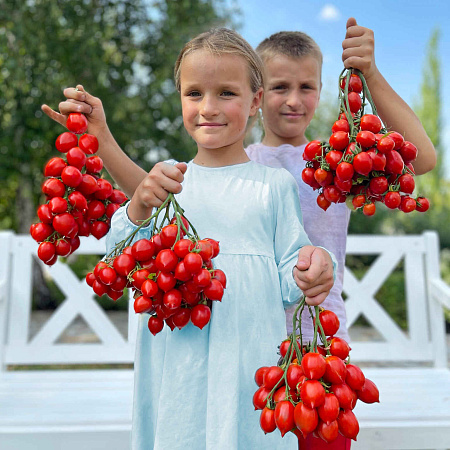 Фото Помидор Амур-Амур