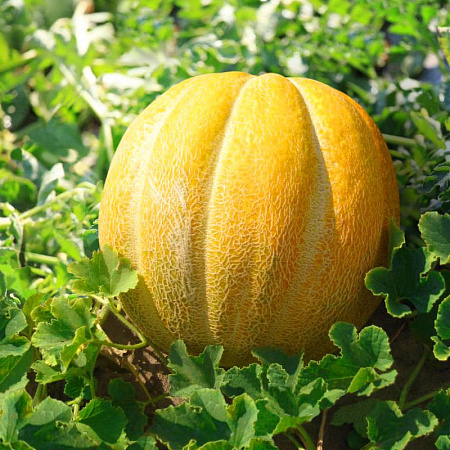 Фото Дыня Эфиопка