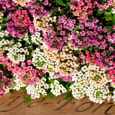 Лобулярия Магические круги набор