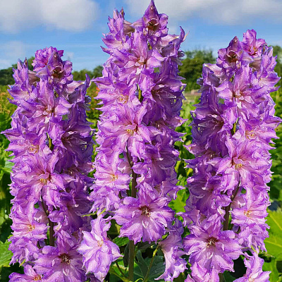 Дельфиниум Дельджиниус Бризин