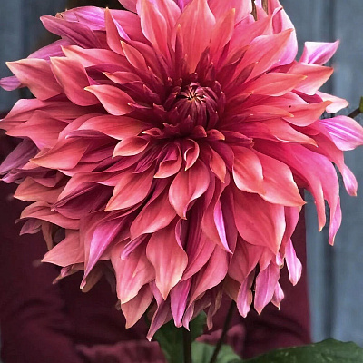 Георгин крупноцветковый Пеннхилл Дарк Монарх