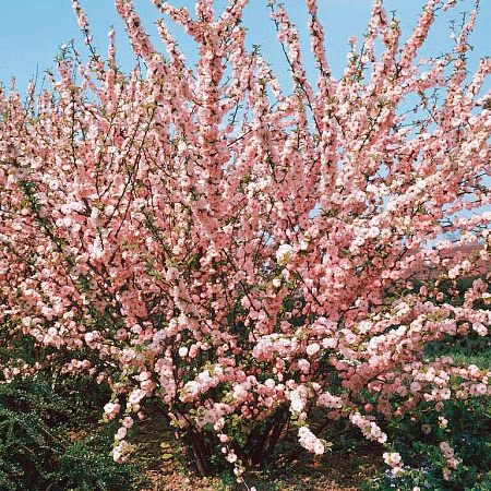 Фото Миндаль трёхлопастной Луизеания