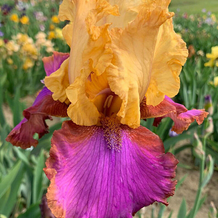 Фото Ирис бородатый О Соммэ