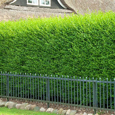 Фото Бирючина обыкновенная Атровиренс