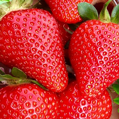 Земляника садовая Вивара