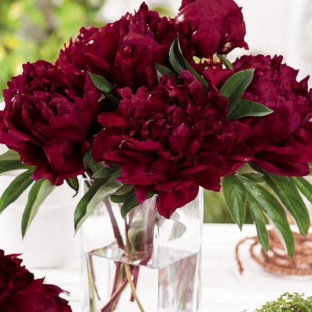 Фото Пион B.Ф.Тернер