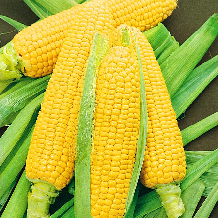 Фото Кукуруза Леженд