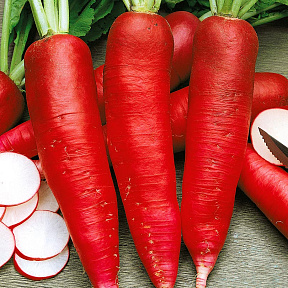 Редька Кармина