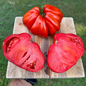 Помидор Альбенги