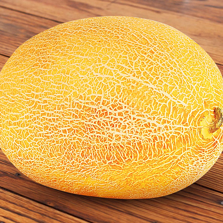 Фото Дыня Дина