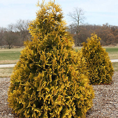 Туя западная Санкист