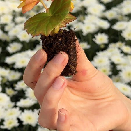 Фото Набор петуний №1