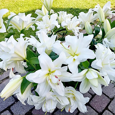 Лилия восточная махровая Близзард