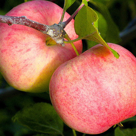 Фото Яблоня Соковое-3