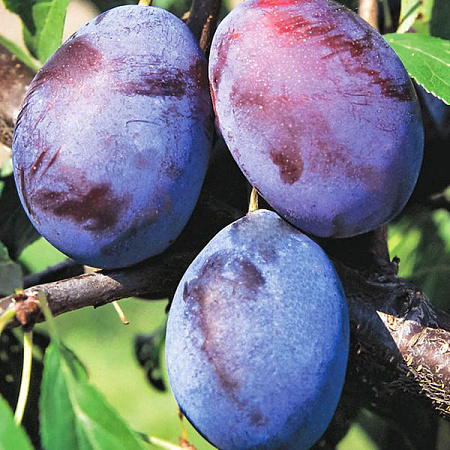 Фото Слива Волошка