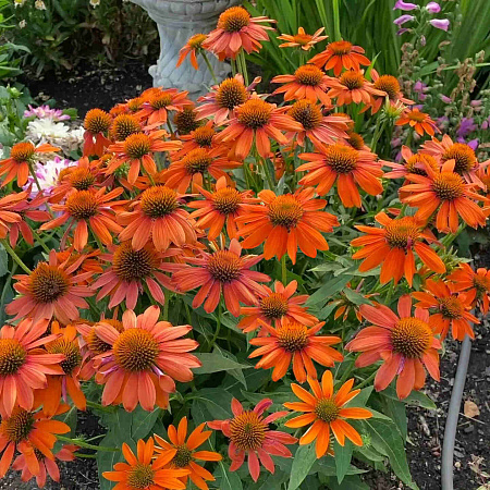 Фото Эхинацея Артисан Софт Оранж