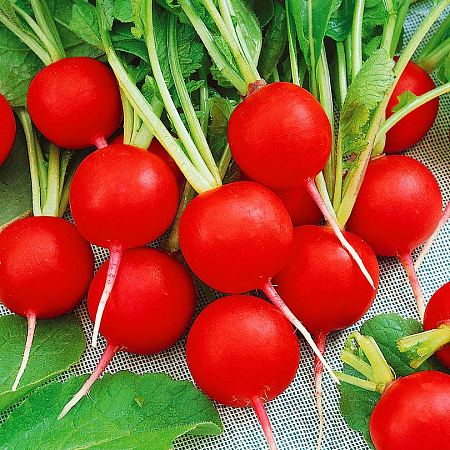 Фото Редис Дуро Краснодарское