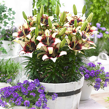 Фото Лилия азиатская горшечная Куритиба