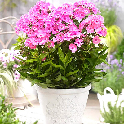 Флокс метельчатый Свит Саммер Кенди