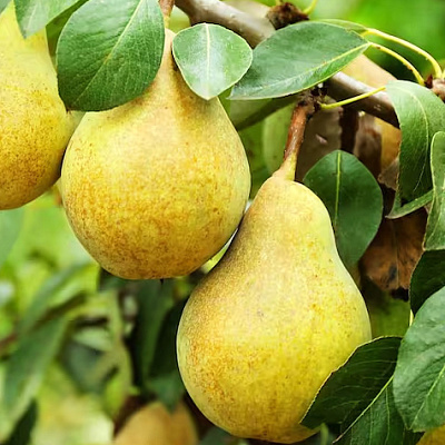 Груша Гвидон