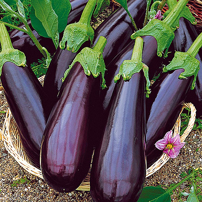 Баклажан Рома F1 10шт