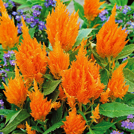 Фото Целозия Оранжевое перо