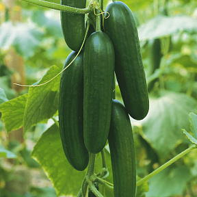 Огурец Пиколино 5шт