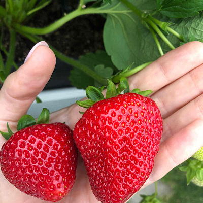 Земляника садовая Фернандо